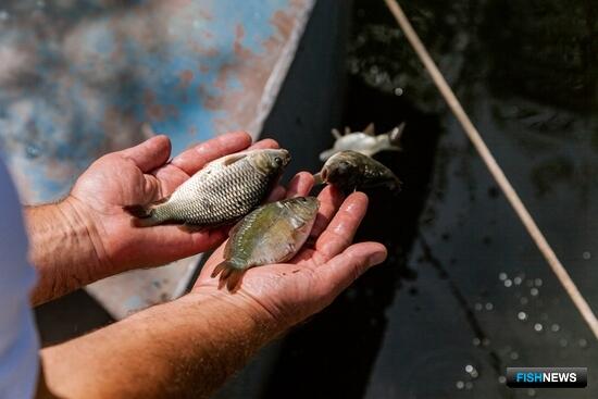 Московский пруд выставили на торги для рыбоводов Московский пруд выставили на торги для рыбоводов