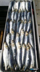 Ученые начали публиковать сводки с пелагического промысла