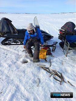 Камчатская корюшка прибавила в весе
