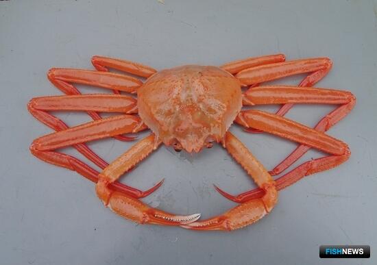 По квотам глубоководных крабов вышли изменения