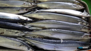 Северной Пацифике не хватает сайры