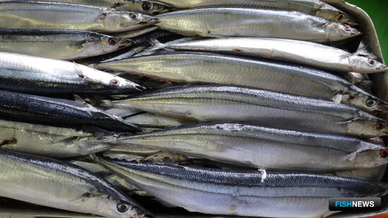 Северной Пацифике не хватает сайры