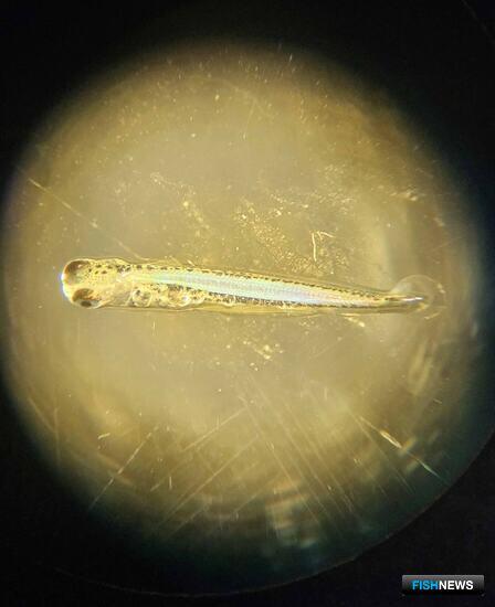 Колымские ученые присматриваются к рыбе Западной Сибири Колымские ученые присматриваются к рыбе Западной Сибири