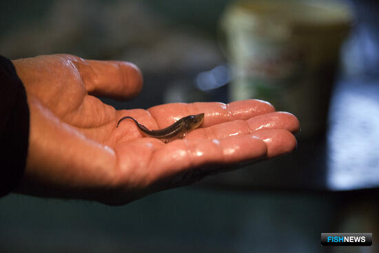 Вологда определится с перспективными водоемами для аквакультуры Вологда определится с перспективными водоемами для аквакультуры