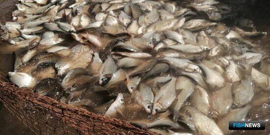 Для леща и сазана готовят пополнение