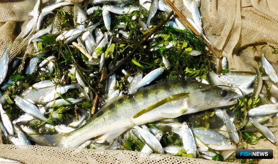 Наука призывает поберечь азовского судака Наука призывает поберечь азовского судака