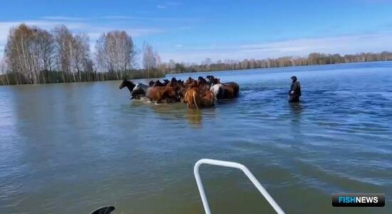 Сотрудники теруправления Росрыболовства спасли лошадей из &laquo;паводковой ловушки&raquo;