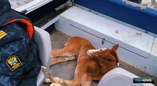 Сотрудники теруправления Росрыболовства спасли лошадей из &laquo;паводковой ловушки&raquo;