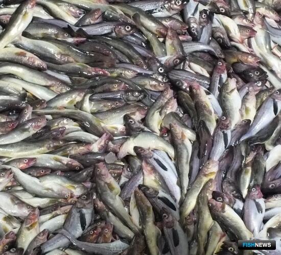 Лишение квот &mdash; исключительная мера: суд оставил доли за предприятием