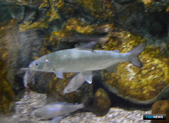 Добытчики омуля &laquo;наловили&raquo; себе условные сроки