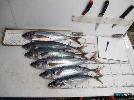 Перуанская ставрида требует научную экспедицию