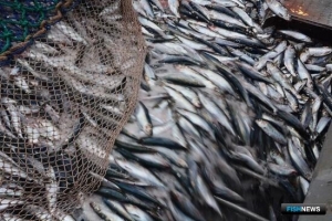 Ветеринарное оформление плотно увязали с разрешением на вылов