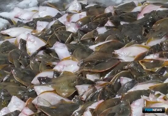 Аукцион определил пользователей квот на Дальнем Востоке, Балтике и Каспии