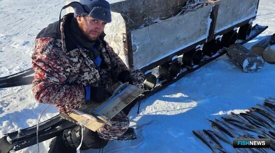 Запасы енисейской корюшки проверили ученые