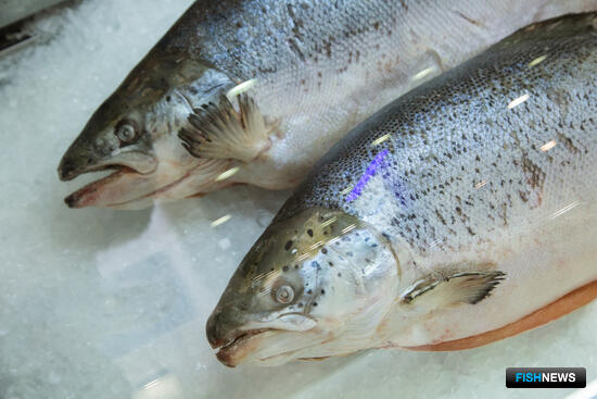 Поморье нашло у себя много акваторий для форелеводства Поморье нашло у себя много акваторий для форелеводства