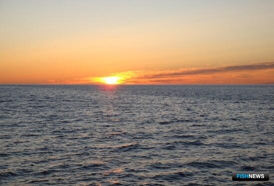 Права на вылов кальмара-иллекса и белого налима пока остались без покупателя