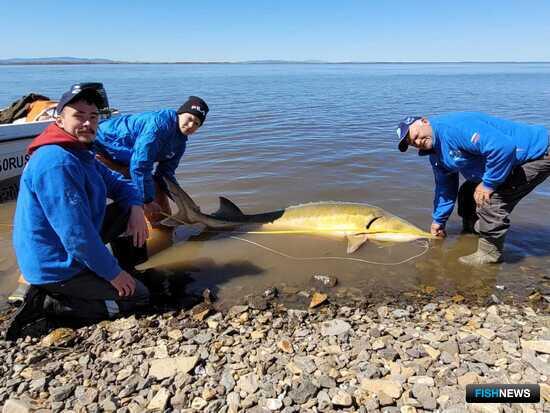 Ученые следят за популяциями амурских осетровых Ученые следят за популяциями амурских осетровых