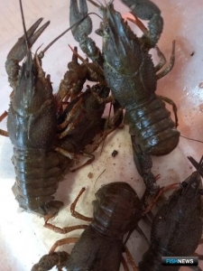 Ростовских раков навестили ученые