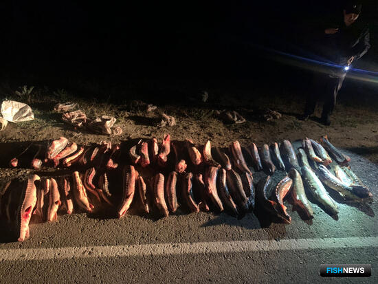 Жителя Нижнего Поволжья подозревают в осетровом браконьерстве