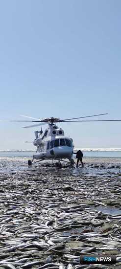 За камчатской сельдью присмотрели с вертолета За камчатской сельдью присмотрели с вертолета