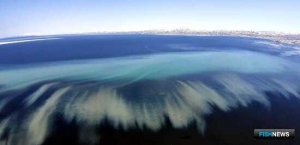 За камчатской сельдью присмотрели с вертолета