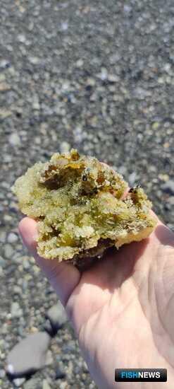 За камчатской сельдью присмотрели с вертолета За камчатской сельдью присмотрели с вертолета