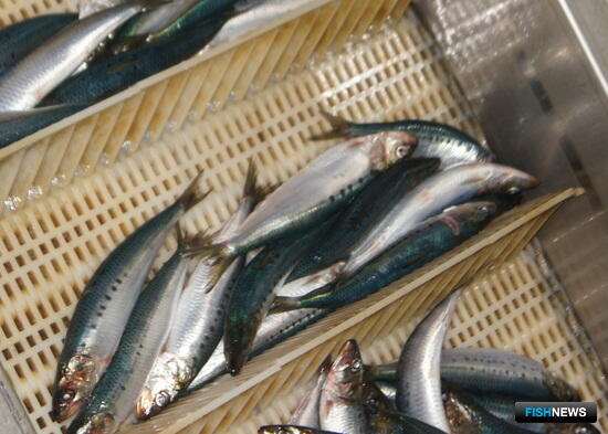 Иваси успешно ловят в российских водах