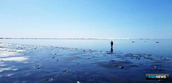 За камчатской сельдью присмотрели с вертолета За камчатской сельдью присмотрели с вертолета