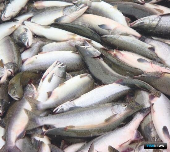 Колыма начала утверждать планы на &laquo;красную&raquo; путину