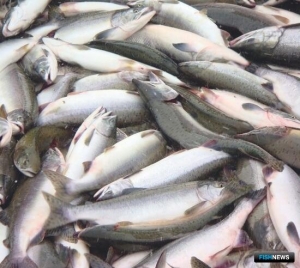 Колыма начала утверждать планы на &laquo;красную&raquo; путину