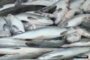 В Корякии подготовили морской участок для КМНС