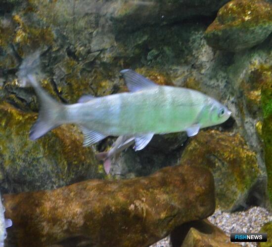 Рыбакам-любителям напомнили о правилах по омулю