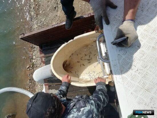 ЛРЗ Приморья проводят щедрую &laquo;посевную&raquo;