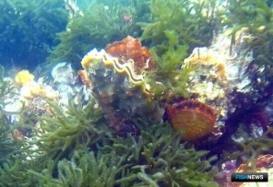 Список &laquo;одуемых&raquo; видов вновь скорректируют