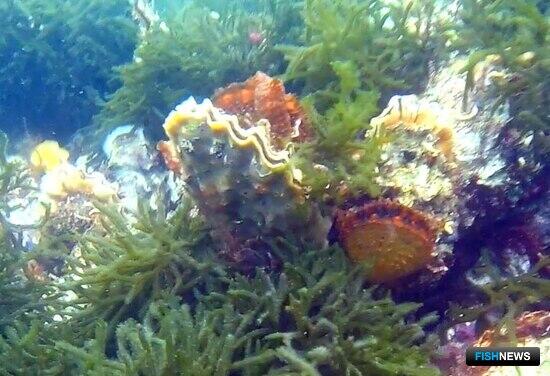 Список &laquo;одуемых&raquo; видов вновь скорректируют