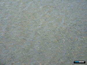 Власти Коми заинтересовалась воспроизводством лососей в верховьях Печоры