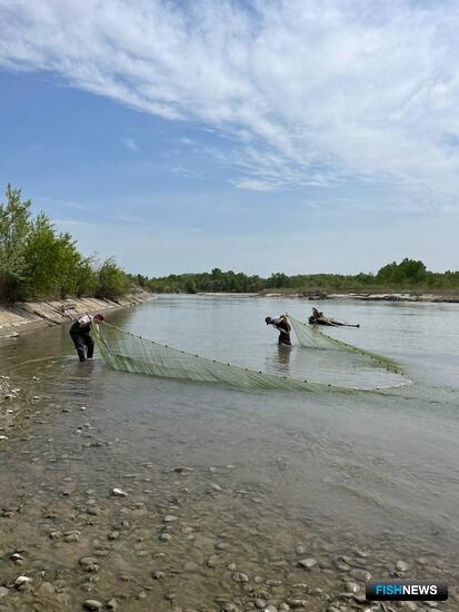 Весенние уловы Дагестана немного просели