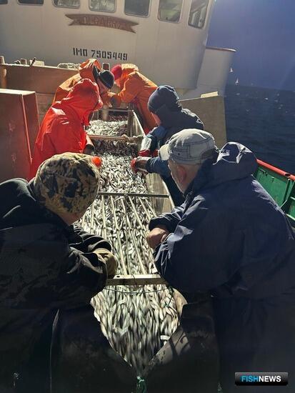 Весенние уловы Дагестана немного просели