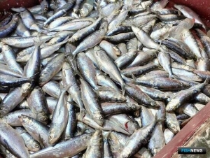 Весенние уловы Дагестана немного просели