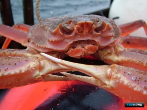 Таблицы крабовых &laquo;квот под инвестиции&raquo; подсократили