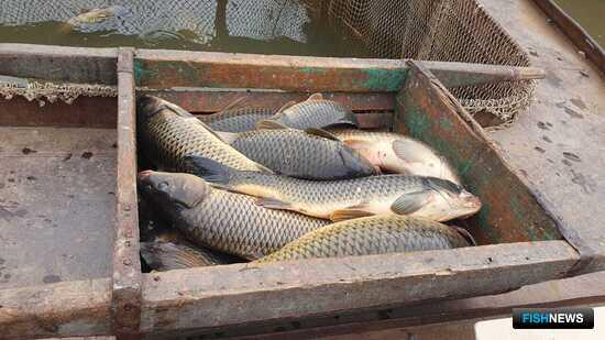 Астраханские рыбаки подвели итоги весеннего сезона