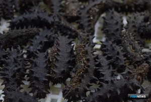 Правоохранители Сахалина накрыли бизнес на браконьерском трепанге