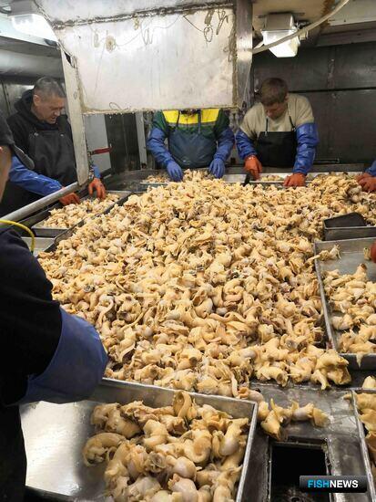 Акваторию добычи трубачей планируют расширить Акваторию добычи трубачей планируют расширить