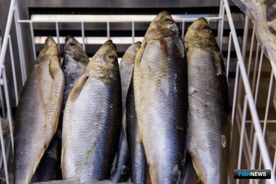 ИКЕС призвал поберечь сельдь Северного моря