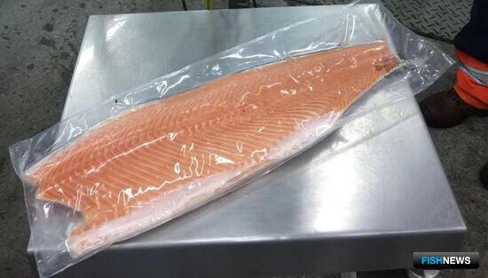 В Чили собираются строже карать за похищение лосося В Чили собираются строже карать за похищение лосося