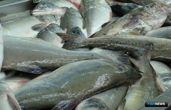 К повышению потребления рыбы подходят с разных сторон К повышению потребления рыбы подходят с разных сторон