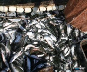 ВНИРО подсчитал первые уловы &laquo;красной&raquo; путины