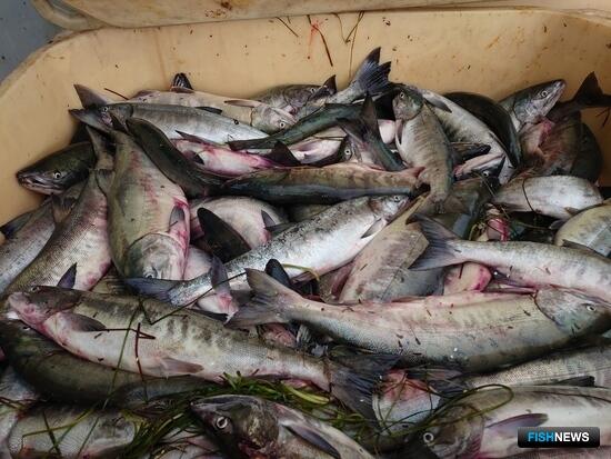 Северо-востоку Хабаровского края прописали сроки лососевой путины Северо-востоку Хабаровского края прописали сроки лососевой путины