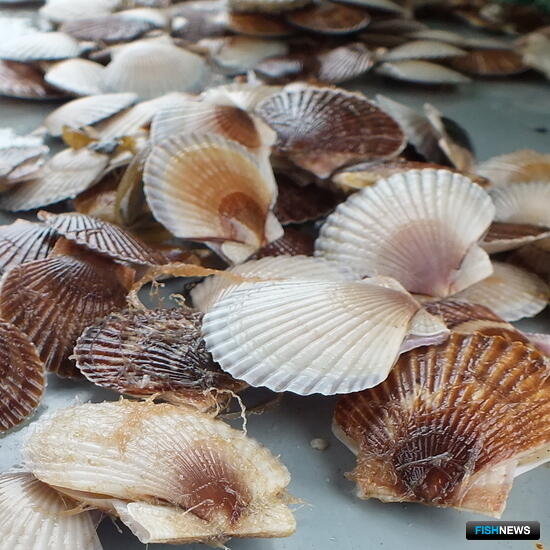 Марифермеры Приморья продолжают «посевную» гребешка и трепанга Марифермеры Приморья продолжают «посевную» гребешка и трепанга