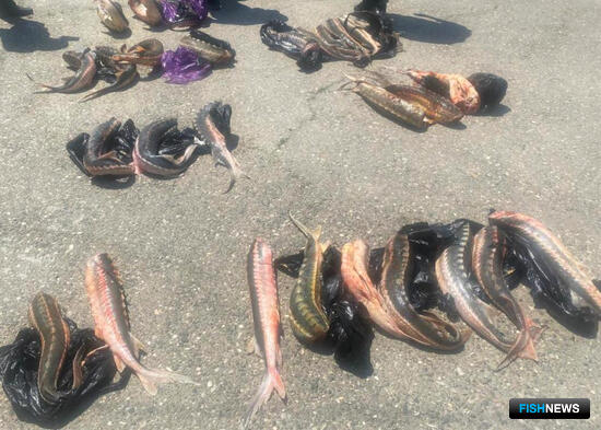 &laquo;Жигули&raquo; с центнером осетрины остановили в Дагестане